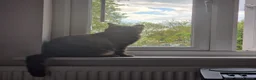 Mixed Breed cats for sale: Miss Ciara - Advert 6