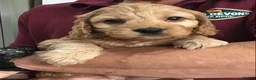 Cockapoo dogs for sale: Quality Healthy Mini Cockapoo Puppies - Advert 3