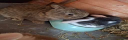 Mini Lop rabbits for sale: Mini lop - Advert 27