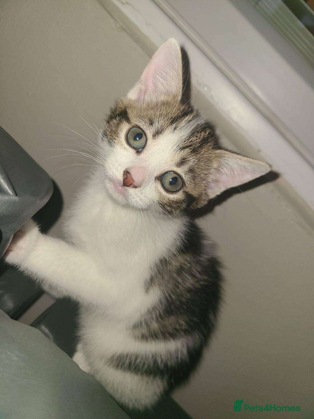 Mixed Breed cats for sale: Lilac & gold kittens  - Advert 5