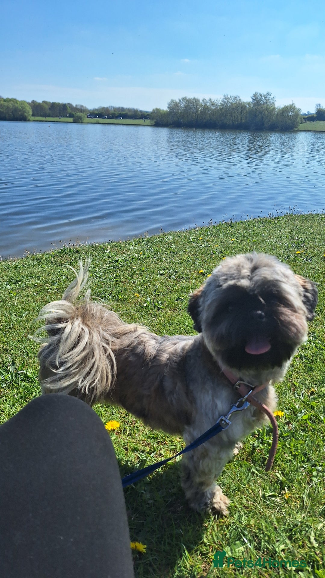 Shih Tzu dogs for sale: Lovely lili - Image 1