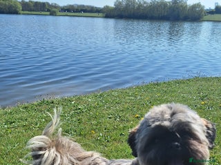 Shih Tzu dogs - Advert 6