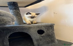 Ragdoll cats for sale: 4 stunning seal point ragdoll boys  - Image 4