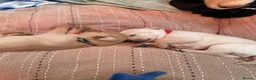 Labrador Retriever dogs for sale: 8 gorgeous Labrador puppies  - Advert 24