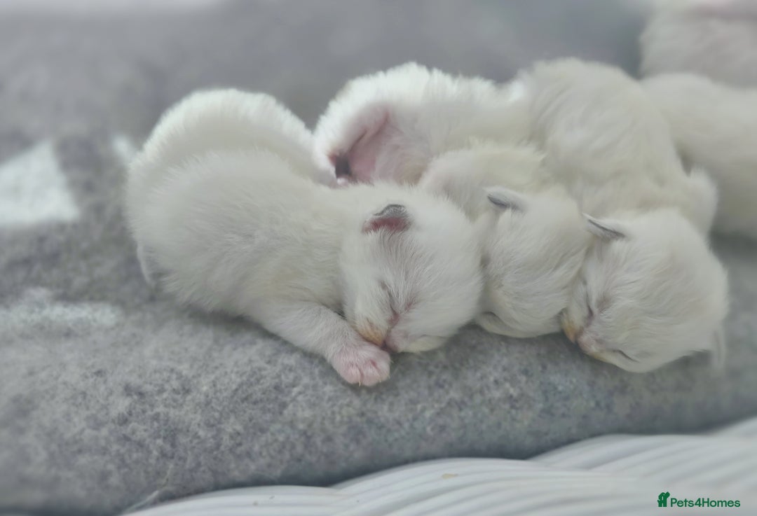 Ragdoll cats for sale: 🩵Pure Ragdoll Kittens Ready to be Reserved🩷 - Advert 3