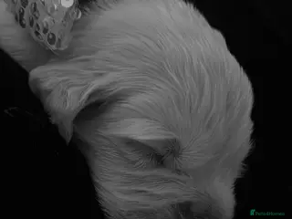 Golden Retriever dogs Exceptional Show Champion Litter - Advert 2