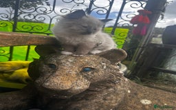 Ragdoll cats for sale: Ragdollhad the best start  - Image 3