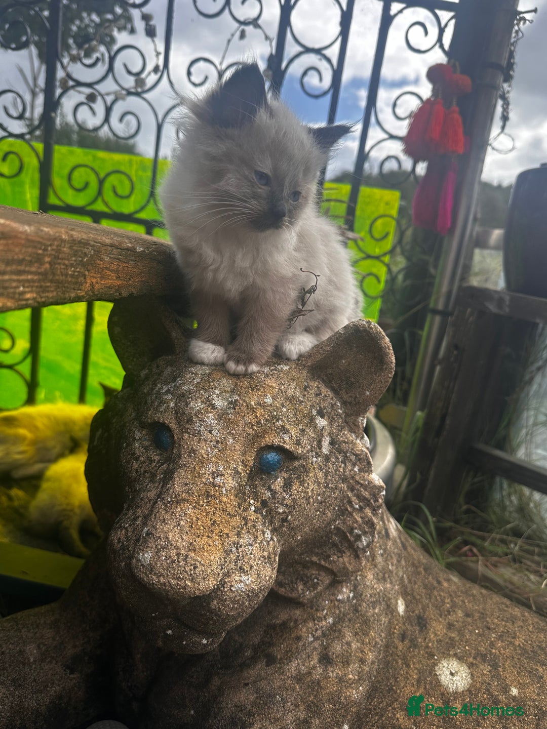Ragdoll cats for sale: Ragdollhad the best start  - Image 3
