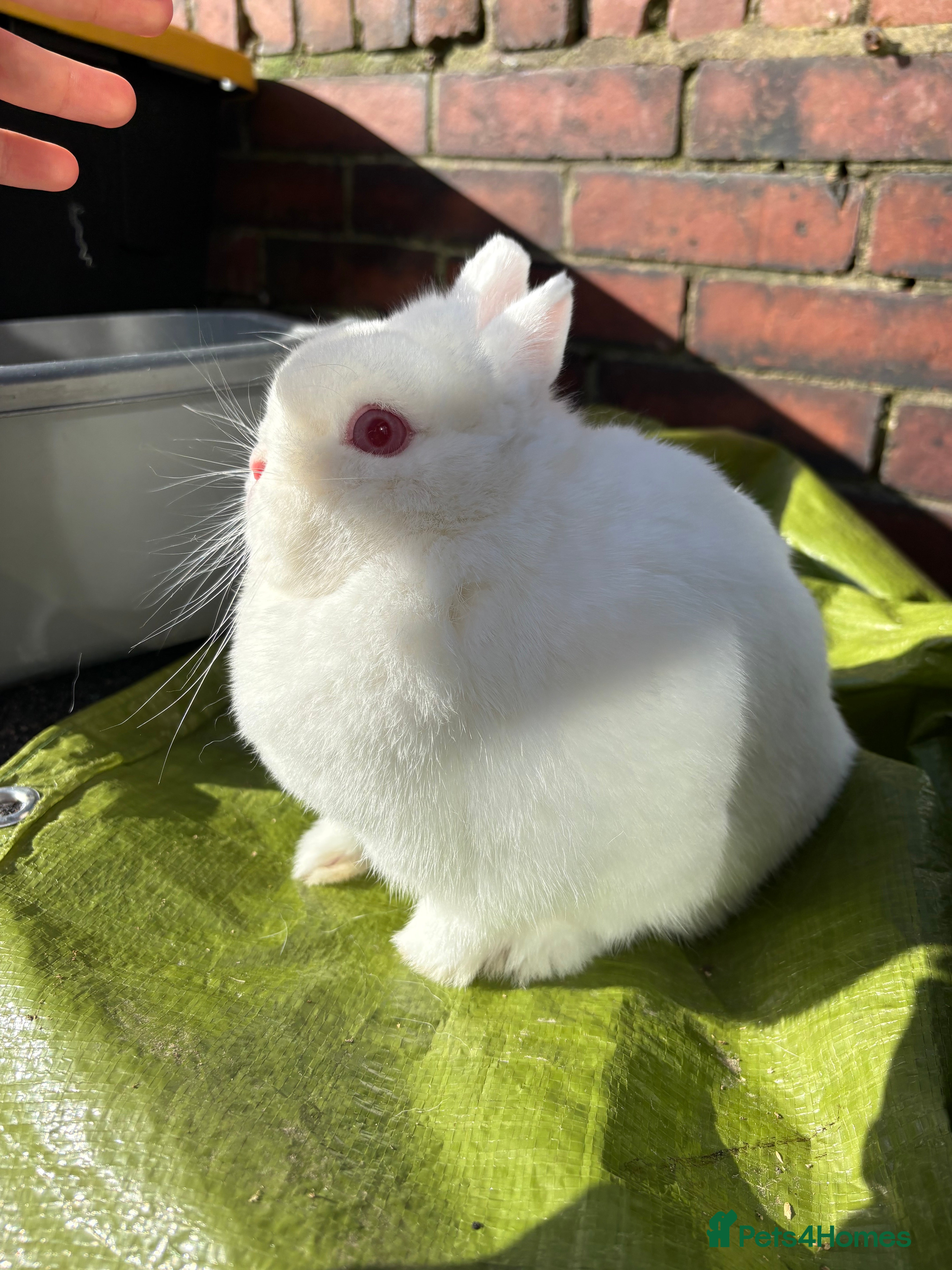 Netherland Dwarf rabbits Netherland dwarf doe  - Advert 14