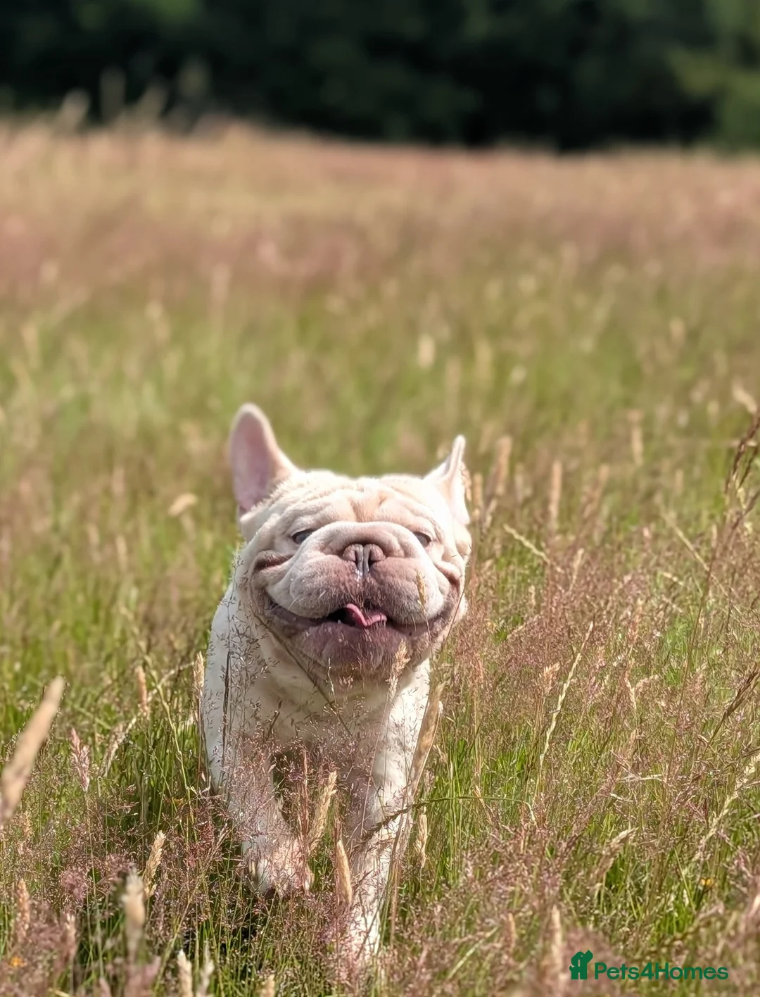 French Bulldog dogs for stud: Lilac platinum french bulldog stud in Portsmouth - Advert 18