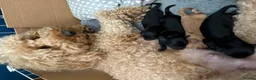 Australian Labradoodle dogs for sale: Three Beautiful Australian Labradoodle Boys - Advert 2