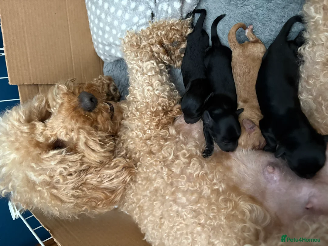 Australian Labradoodle dogs for sale: Three Beautiful Australian Labradoodle Boys - Advert 2