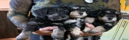 Schnoodle dogs for sale: Happy confident Schnoodle puppies  - Advert 16
