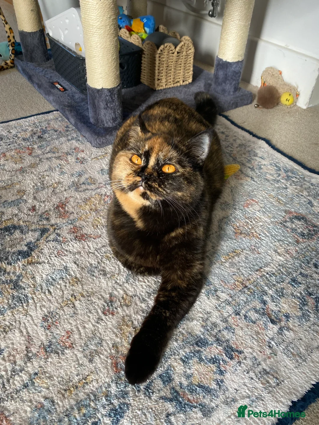 British Shorthair cats for sale: 4 month old GCCF British Short Hair - LILAC - Image 6