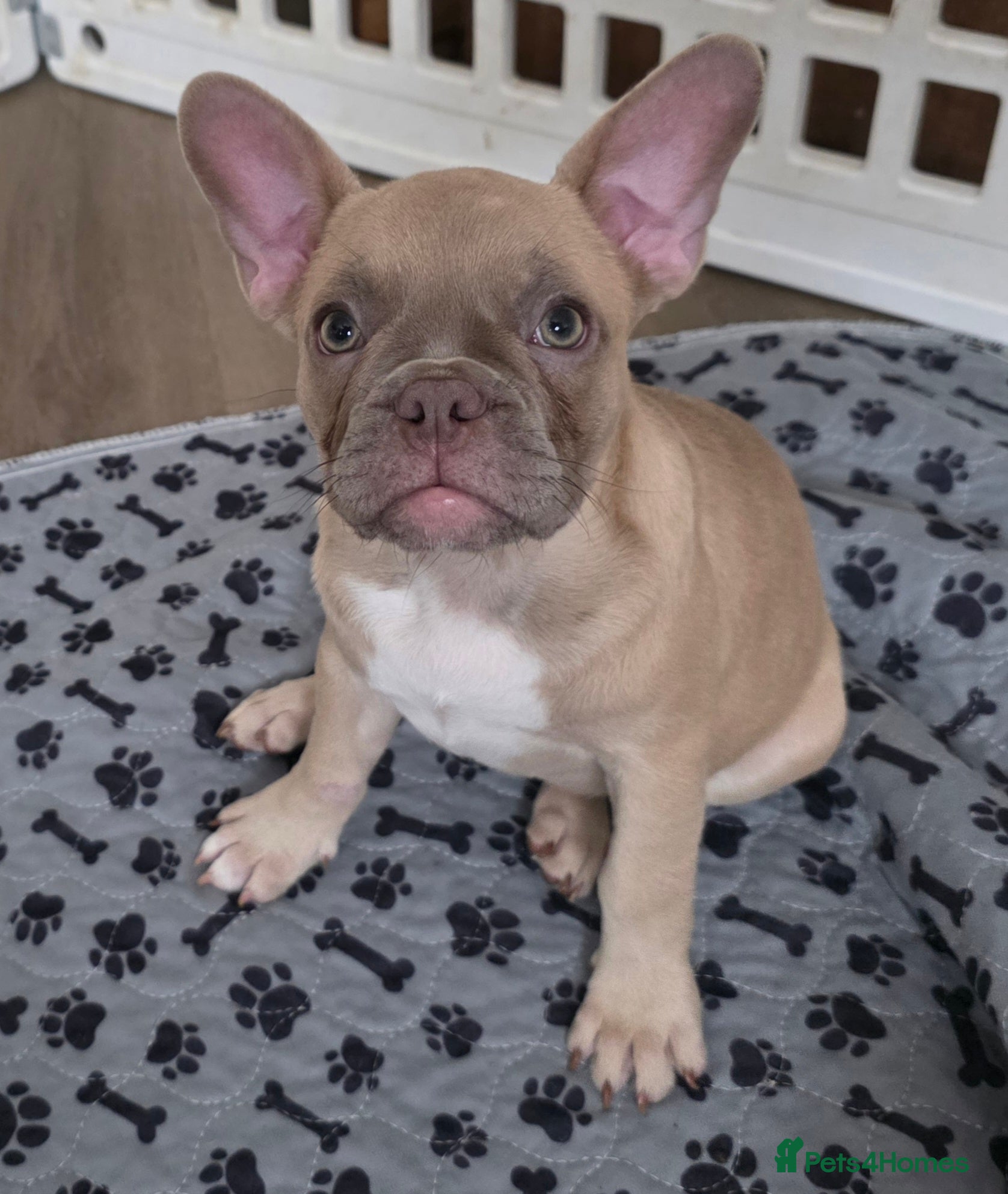 Frug dogs  94% French Bulldog 6% pug (frug) - Advert 6