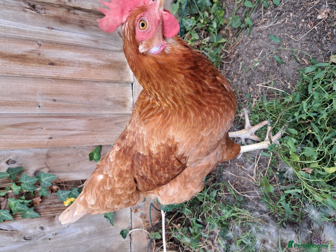 Chickens poultry for sale: Healthy, Happy ISA Brown Hen - Image 8