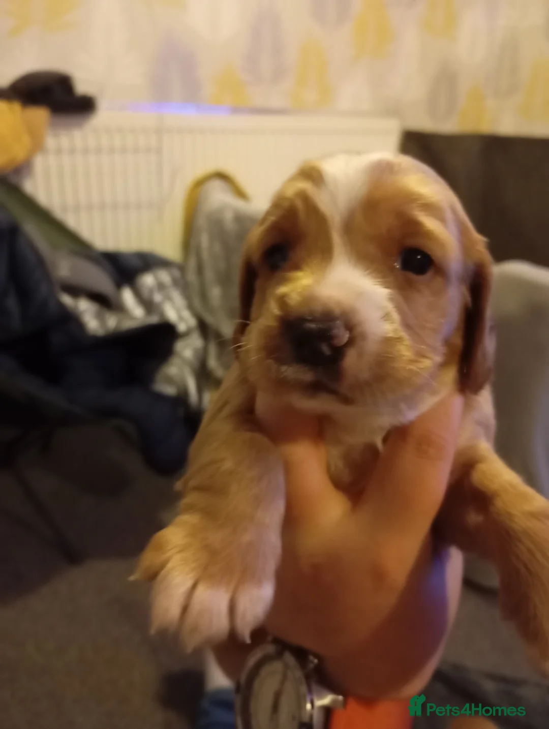 Cocker Spaniel dogs for sale: Cocker spaniel Jack Russel cross - Advert 6