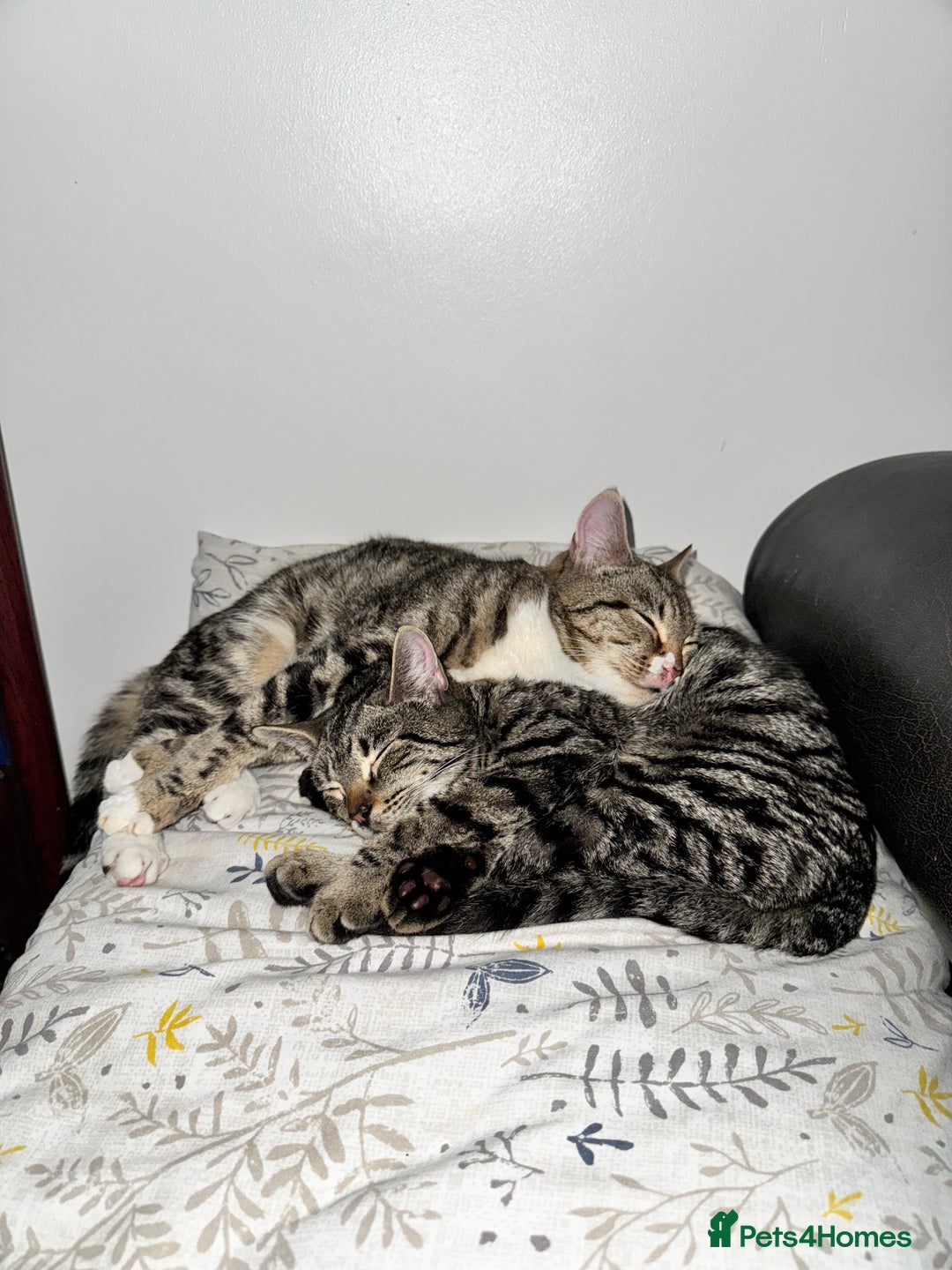Mixed Breed cats for sale: Two Bonded Male Kittens – Neutered, Indoor - Advert 1