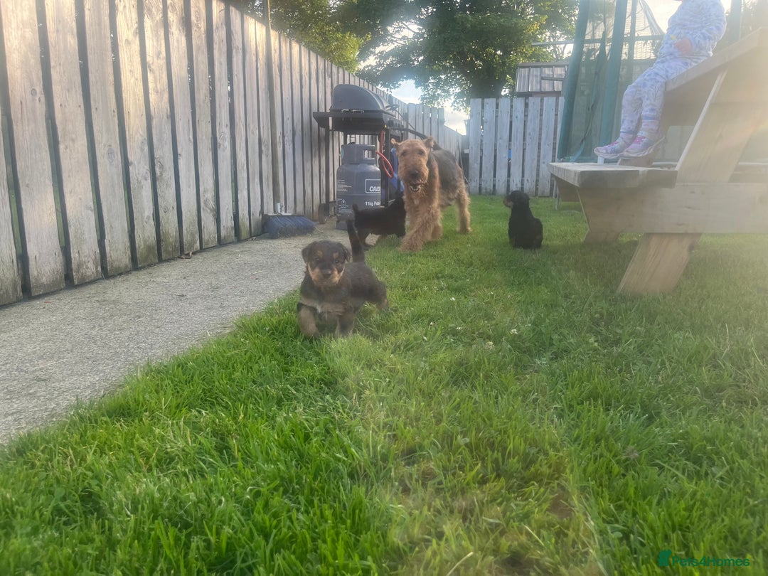 Airedale Terrier dogs for sale: Airedale Terrier Puppy 9 - Quality Airedale terrier pups - Image 14
