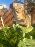 British Shorthair cats in Hayes - Advert 2