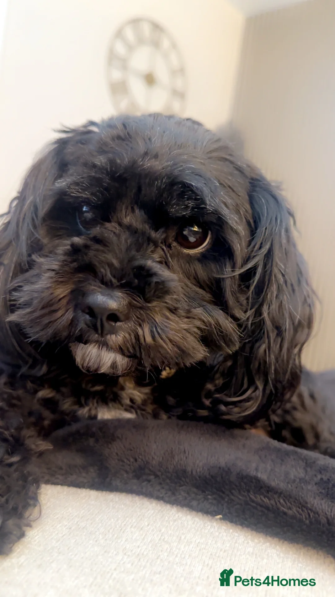 Lhasa Apso dogs for sale: Beautiful mini Lhasa apso’ - Advert 3