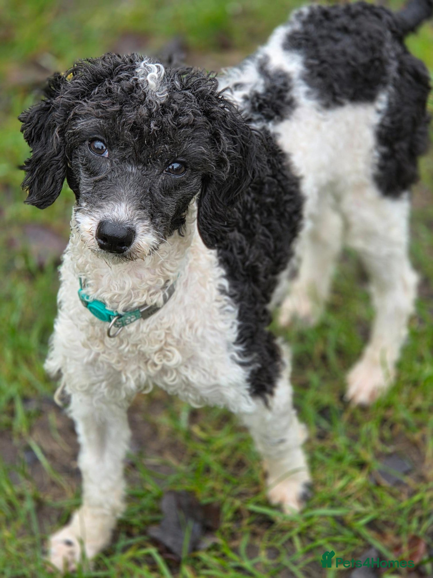 Miniature Poodle dogs Little Chico - looking for his perfect match - Advert 4