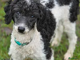 Miniature Poodle dogs Little Chico - looking for his perfect match - Advert 4