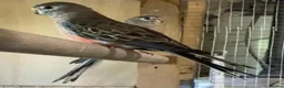 Parakeets birds for sale: Bourkes parakeets - Advert 2