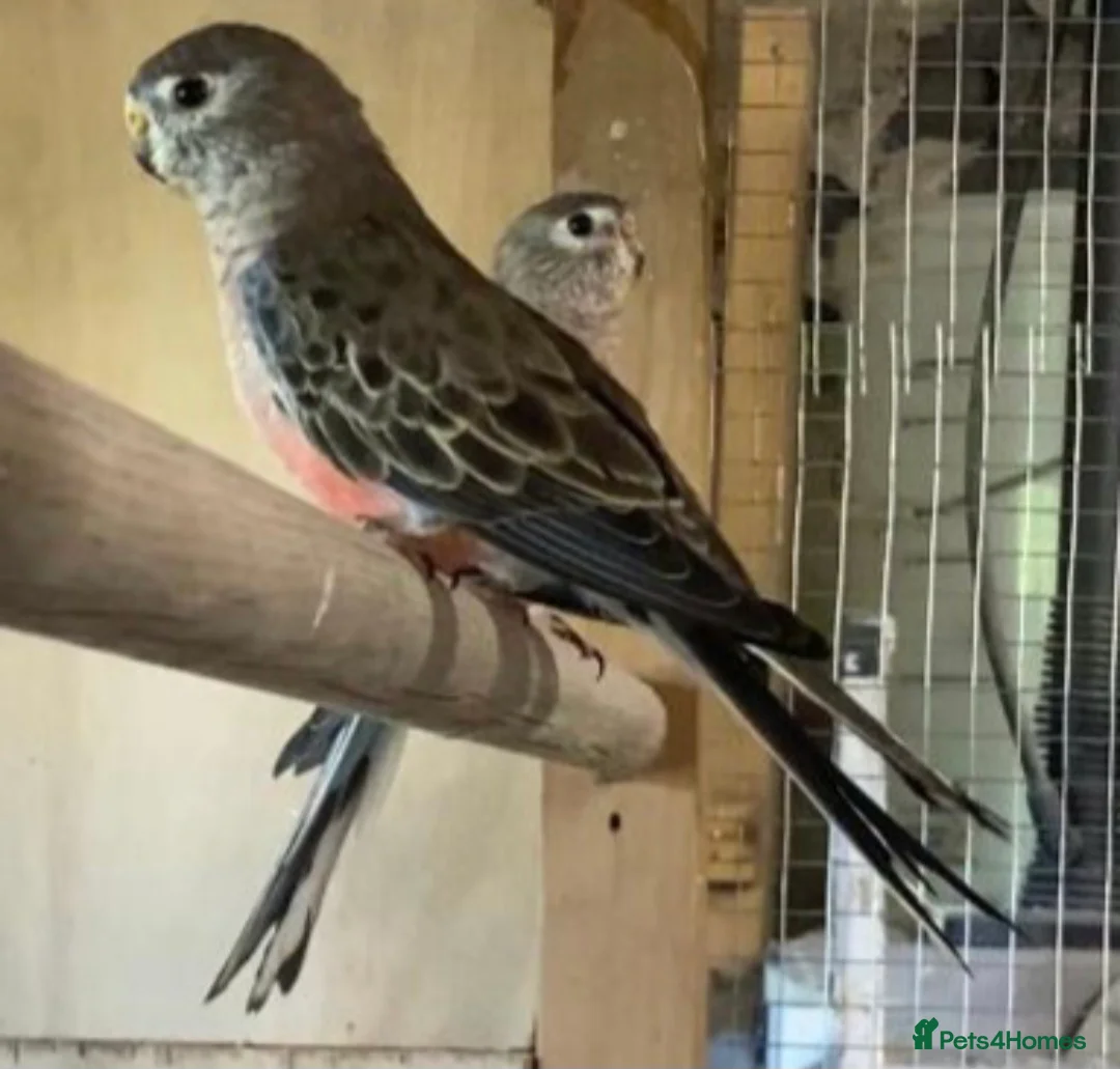 Parakeets birds for sale: Bourkes parakeets - Advert 2