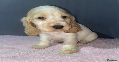 Cocker Spaniel dogs - Advert 13