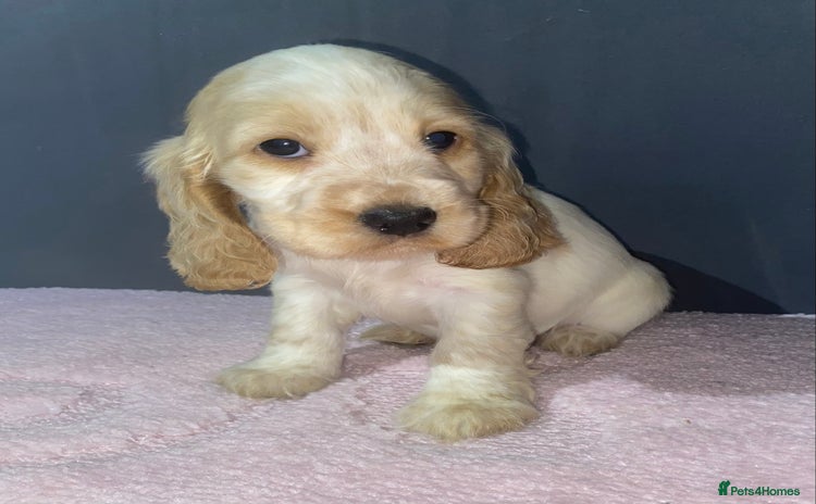 Cocker Spaniel dogs - Advert 8