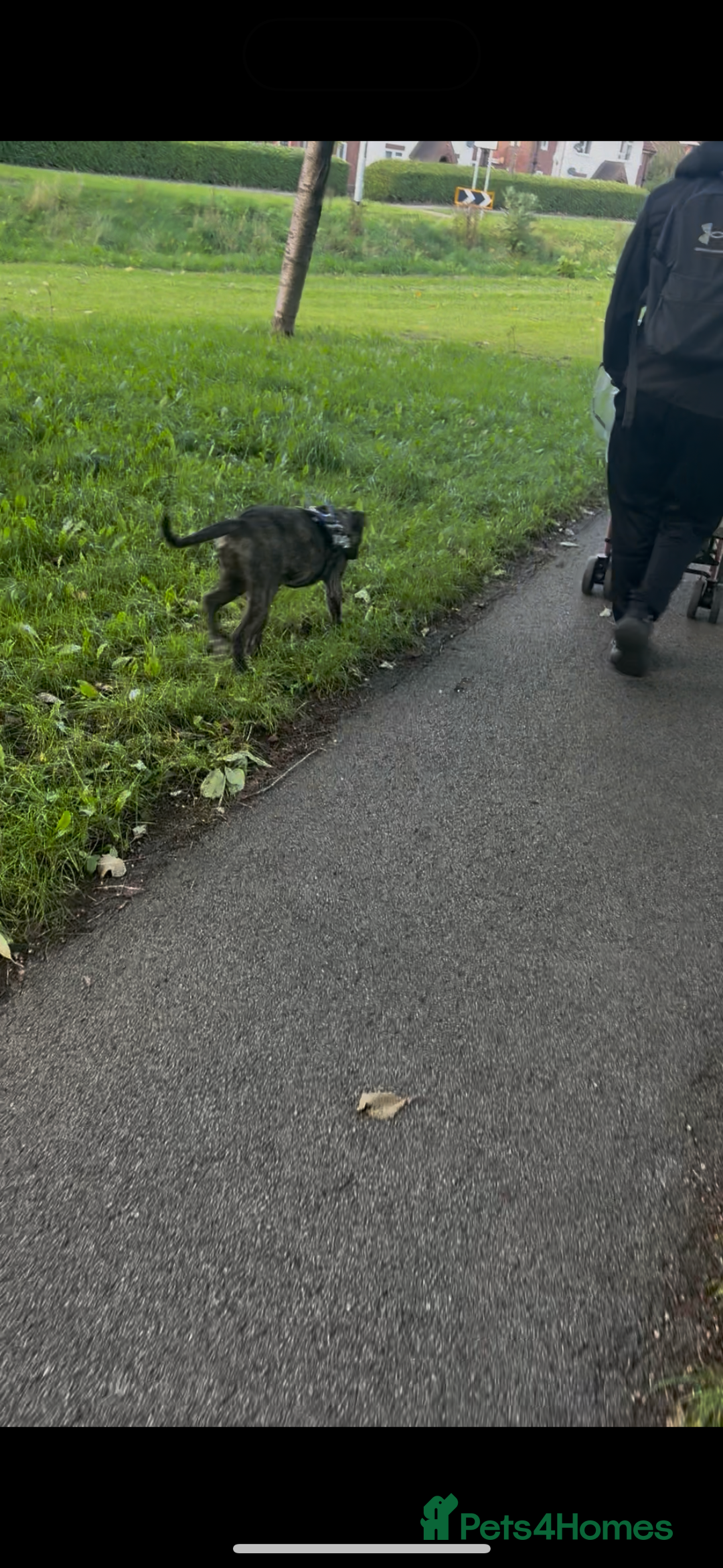 Mixed Breed dogs for sale: This is nova - Advert 8