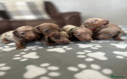 Dachshund dogs for sale: Beautiful dachshund pups  - Image 1