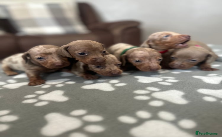 Dachshund dogs - Advert 3