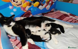 Mixed Breed cats for sale: Kittens - Image 8
