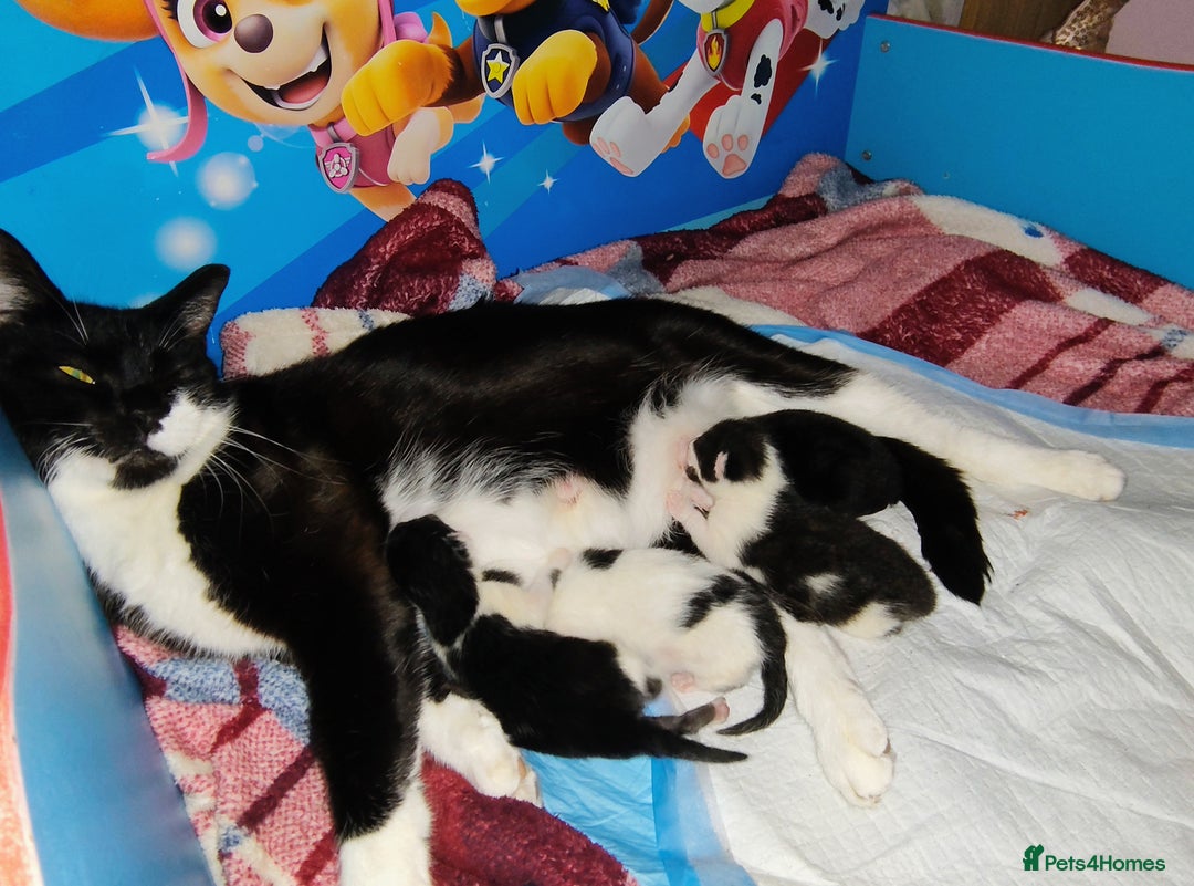 Mixed Breed cats for sale: Kittens - Image 8