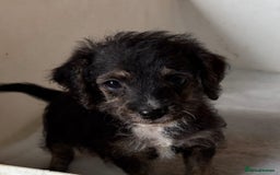 Jackapoo dogs for sale: Absolutely stunning jackapoo - Image 4