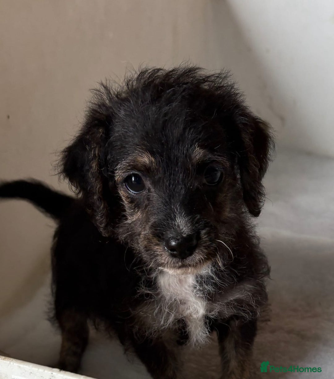 Jackapoo dogs for sale: Absolutely stunning jackapoo - Image 4