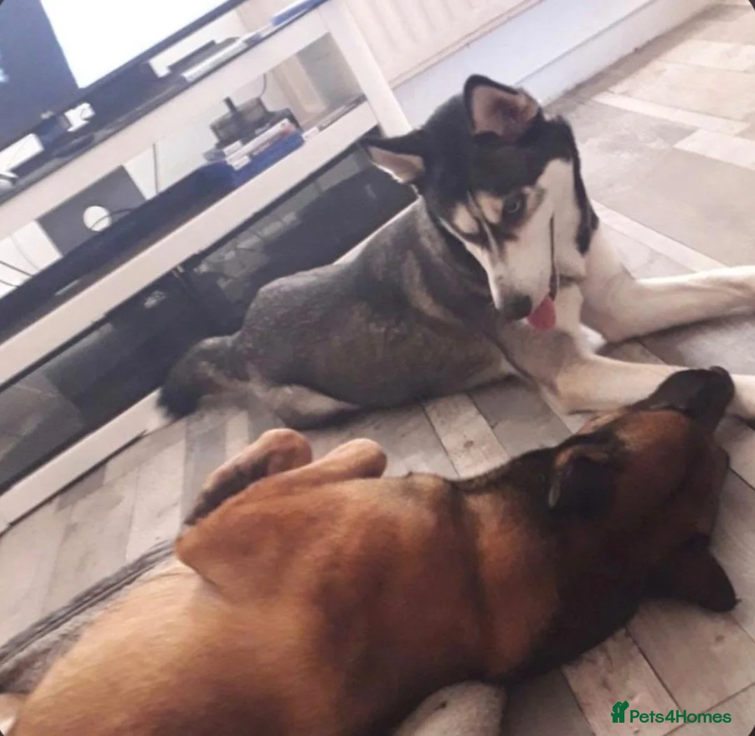 Mixed Breed dogs for sale: Belgium Malinois x Siberian Husky for sale  - Advert 2