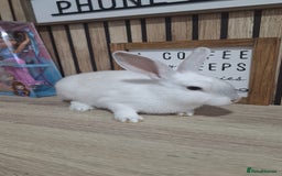 Mixed Breed rabbits for sale: Baby Rabbits Ready Now  - Image 2