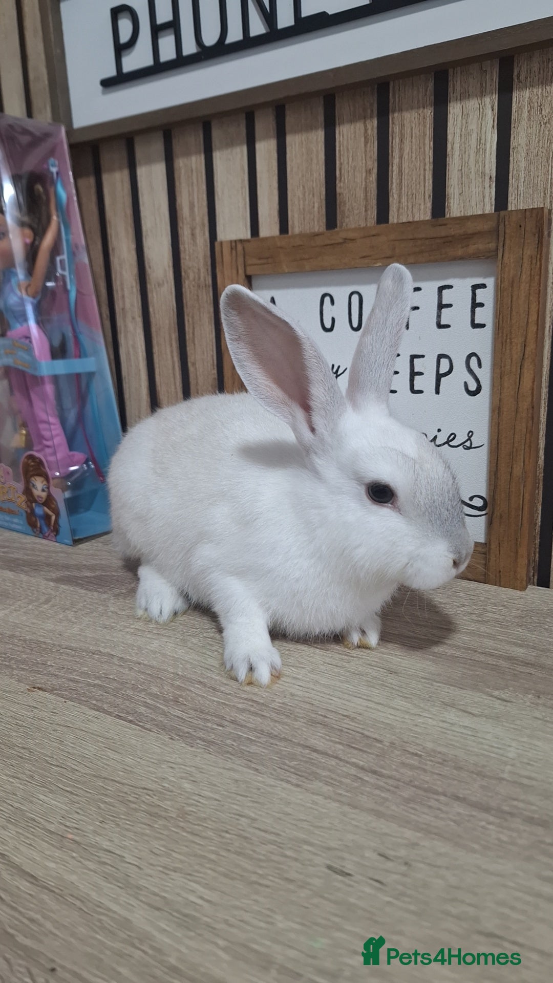 Mixed Breed rabbits for sale: Baby Rabbits Ready Now  - Image 2