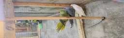 Mixed Breed birds for sale: Different types of birds *read description*  - Advert 4