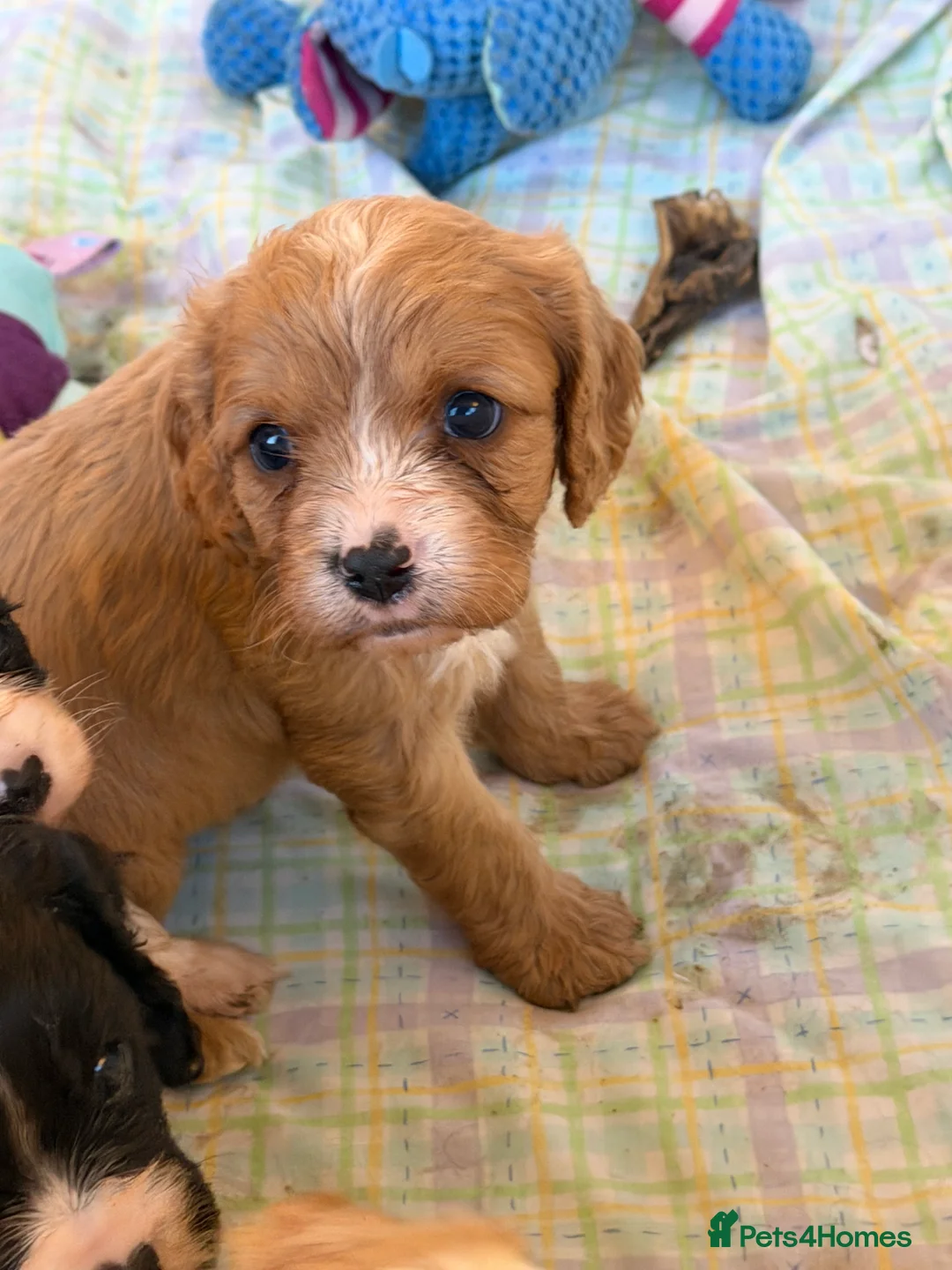 Cavapoo dogs for sale: Stunning cavapoo puppies ready 9th January  - Advert 21