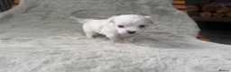 Maltipoo dogs for sale: 🐾✨ ADORABLE MALTIPOO PUPPIES 🐾✨ - Advert 15