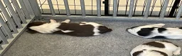 English Springer Spaniel dogs for sale: Exceptional KC Reg, ESS Pups, B/W & L/W in Oldham - Advert 18