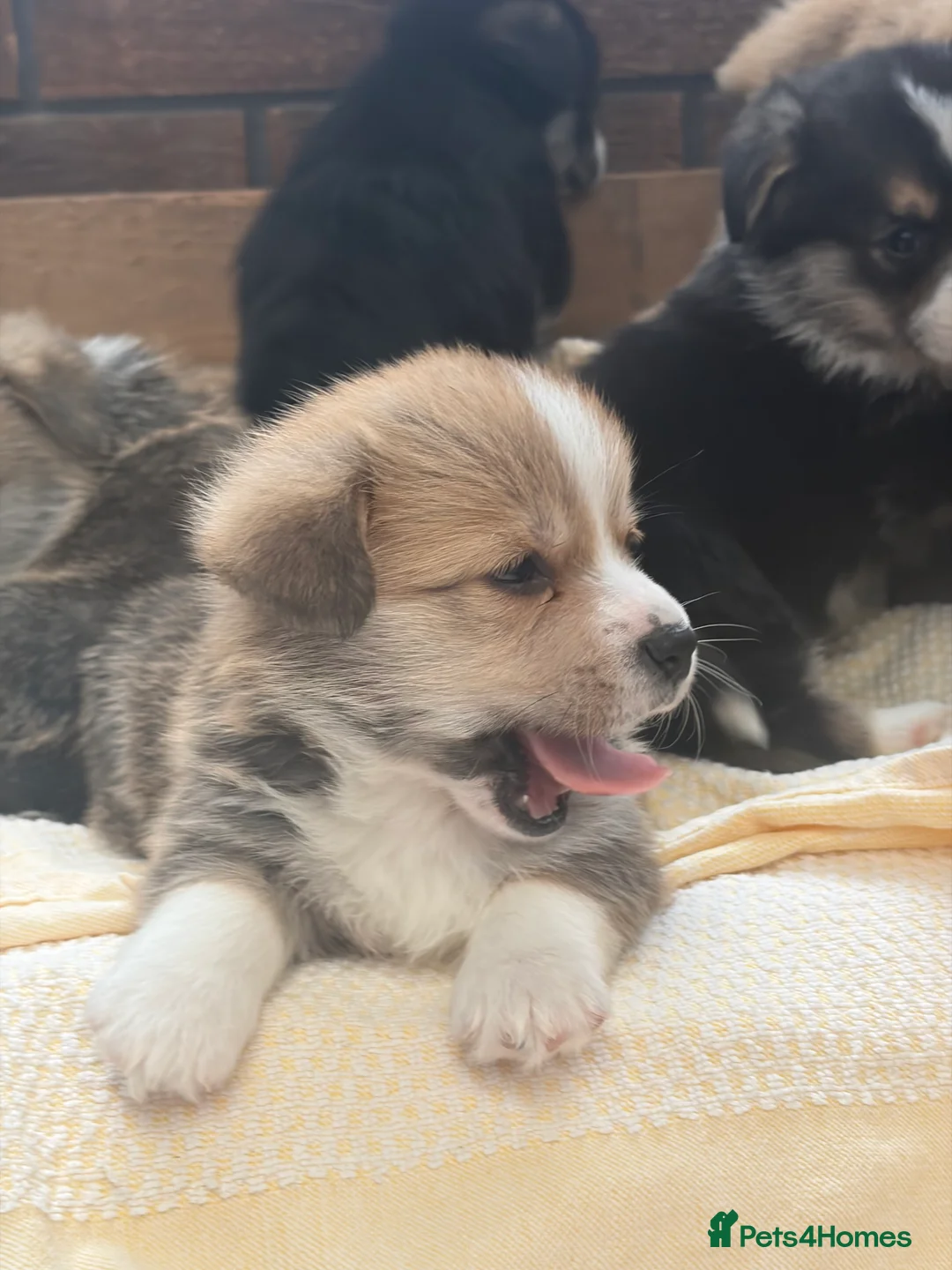 Welsh Corgi Pembroke dogs for sale: Champion corgi puppies   - Advert 3