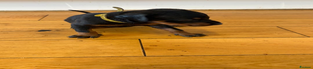 Dobermann Puppy 10 - Yellow