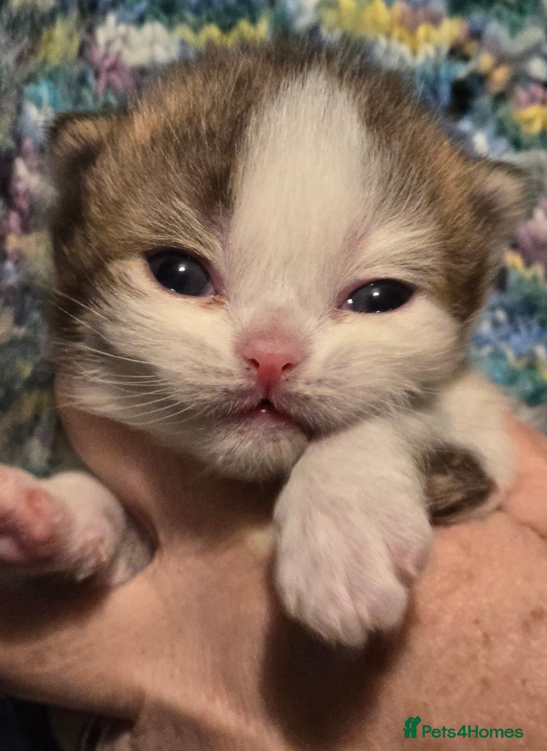 British Shorthair cats for sale: TICA registered BSH and BLH kittens - Advert 1