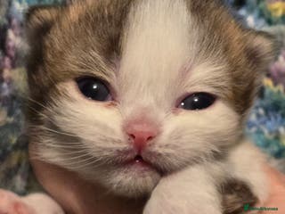 British Shorthair cats TICA registered British shorthair kittens - Advert 17