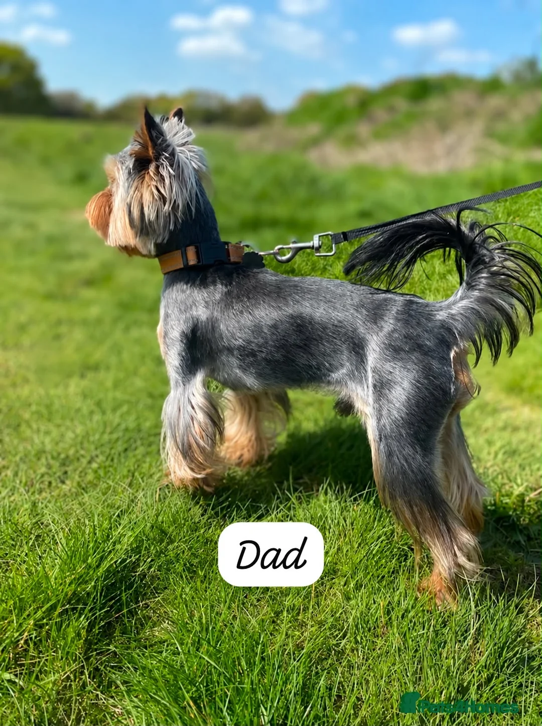 Yorkshire Terrier dogs for sale: Beautiful Yorkshire terrier puppies  - Advert 6